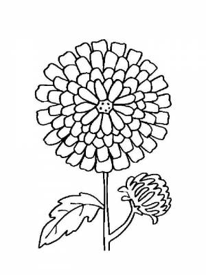 Раскраски Бархатцы   в формате