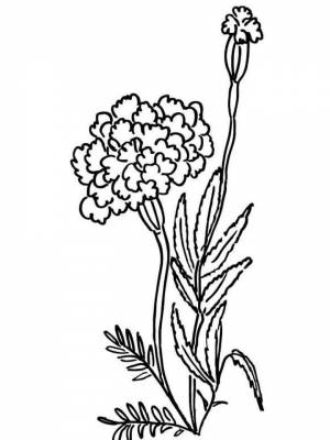 Раскраски Бархатцы   в формате