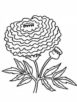 Раскраски Бархатцы   в формате