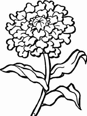 Раскраски Бархатцы   в формате