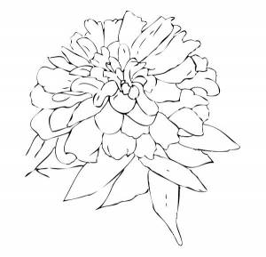 Раскраски Бархатцы