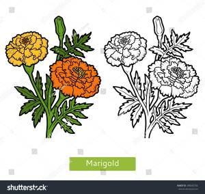 Бархатцы рисунок карандашом