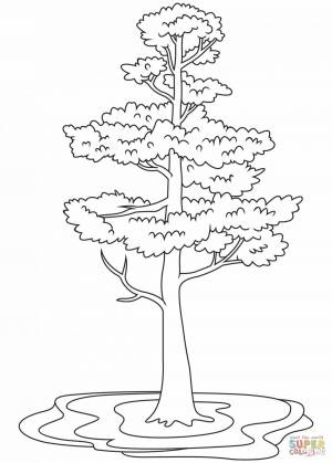 Раскраски Сосна дерево