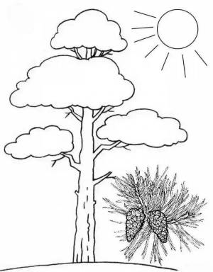 Раскраски Сосна для детей