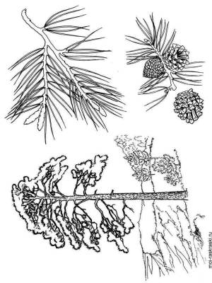 Раскраска Сосна