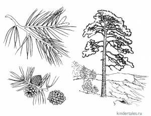 Сосна» раскраска для детей