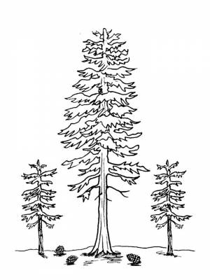 Раскраска Сосна   в формате