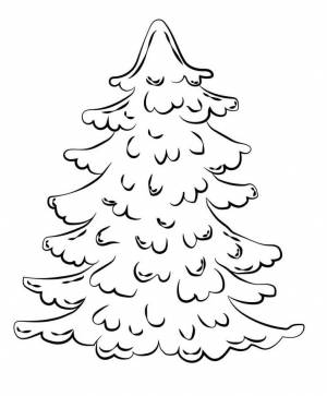 Раскраска Сосна 3