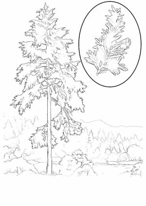 Раскраски Раскраска Сосна лес, Сайт раскрасок