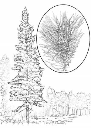 Раскраска сосна
