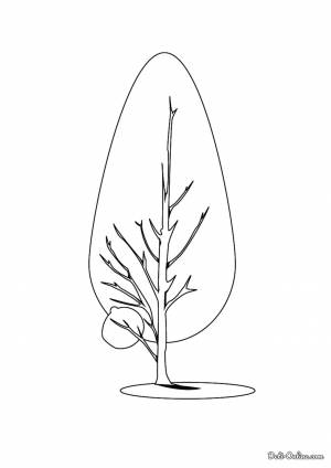 Раскраска Сосна