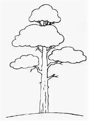 Сосна простым карандашом