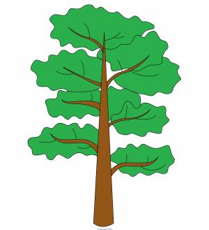 Сосна рисунок легкий