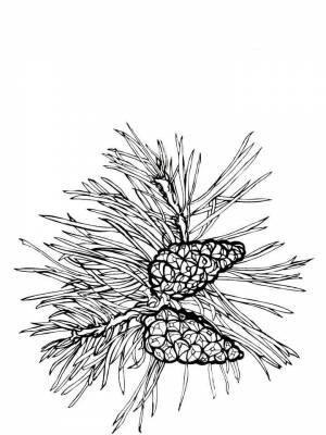Раскраска Сосна  онлайн