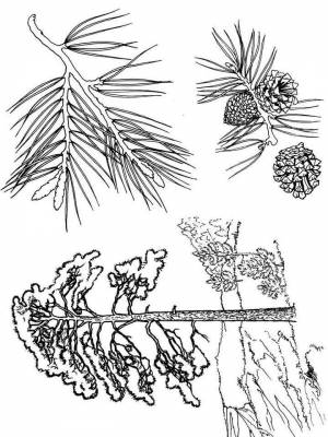 Картинка Сосна раскраска в формате  онлайн
