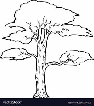 Сосна раскраска для детей