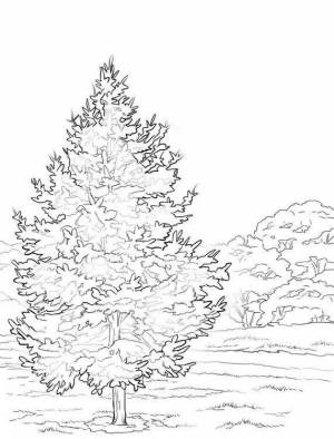 Раскраски Сосна для детей