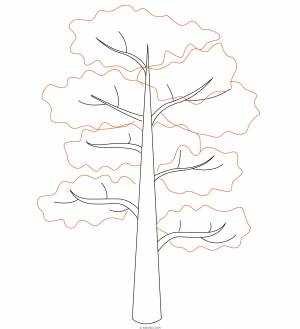 Сосна раскраска