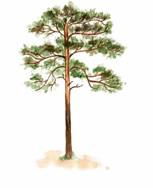 Сосна детский рисунок
