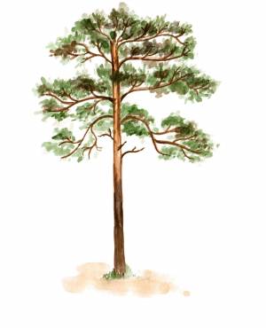 Сосна рисунок для детей