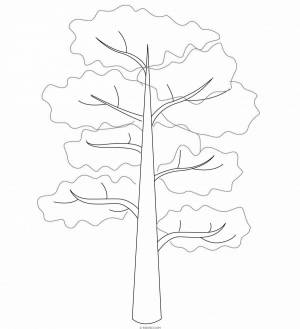 Раскраски Сосна для детей
