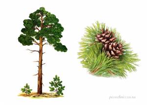 Рисунок сосна детский