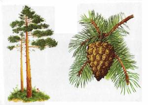 Сосна детский рисунок