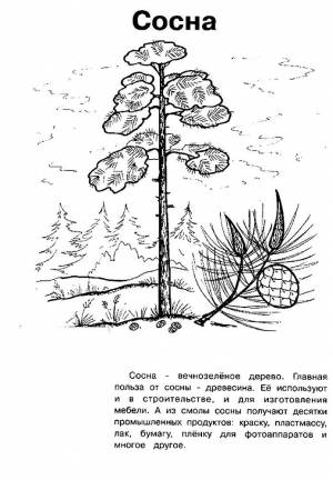 Раскраска Сосна