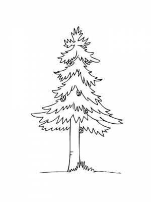 Раскраска Сосна   в формате