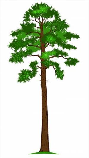 Сосна рисунок для детей