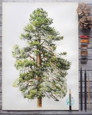 Рисунок сосна детский