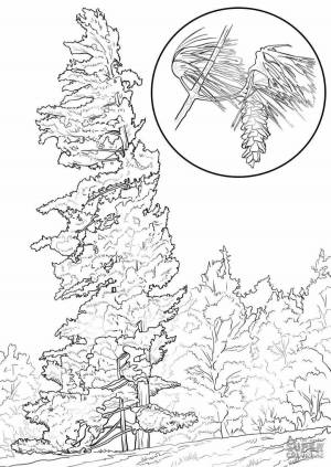 Раскраски Сосна для детей