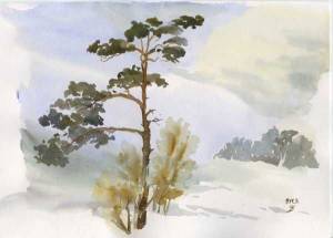 Рисунки сосна