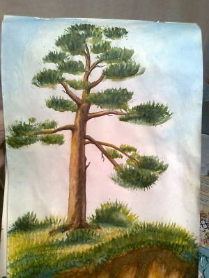 Сосна, рисунки, акварель