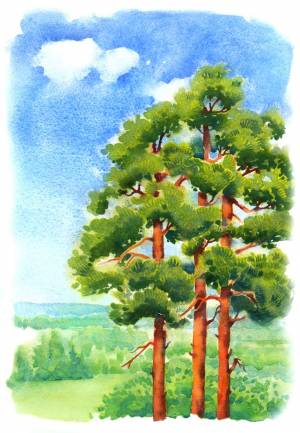 Иллюстрация Сосны