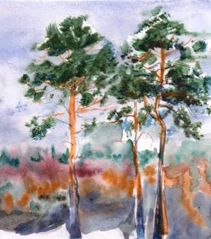 Маленькая сосна в лесу