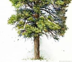 Цветы сосны