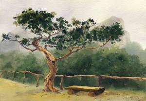 Акварель «Крымская сосна»