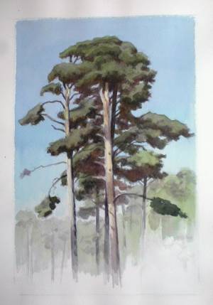 Сосна акварелью