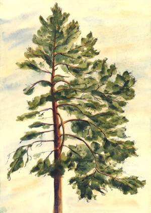 Иллюстрация Сосна в стиле пейзаж