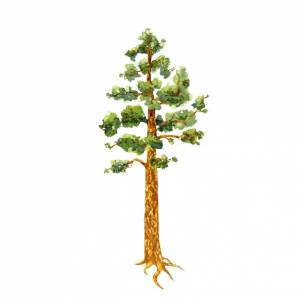 Сосна на белом фоне