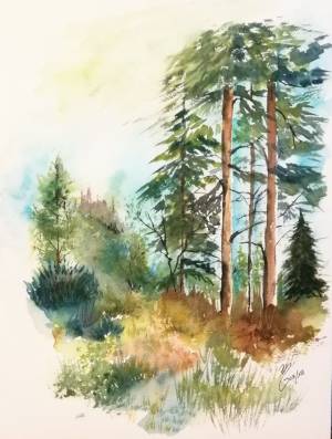 Маленькая сосна в лесу