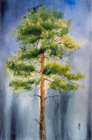 Солнечная сосна