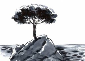 Сосна на скале у моря