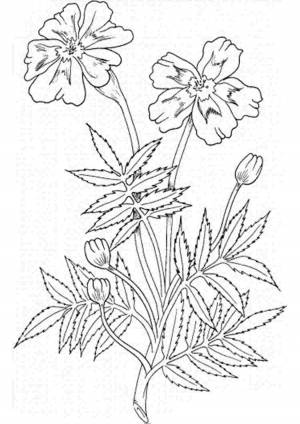 Раскраска бархатцы