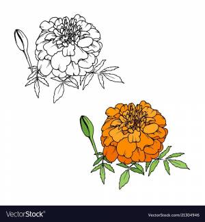 Бархатцы рисунок карандашом