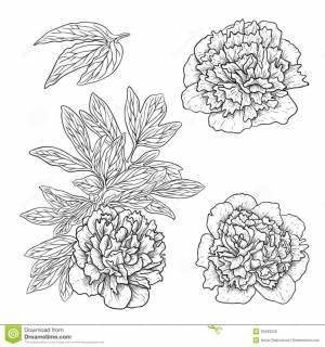 Бархатцы рисунок карандашом