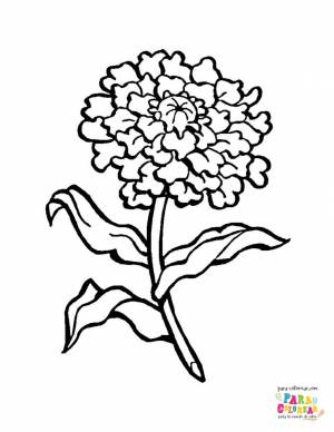 DataLife Engine > Версия для печати > Раскраска бархатцы