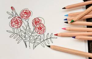 Как нарисовать бархатцы поэтапно