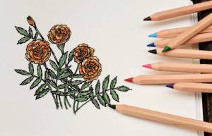 Как нарисовать бархатцы поэтапно